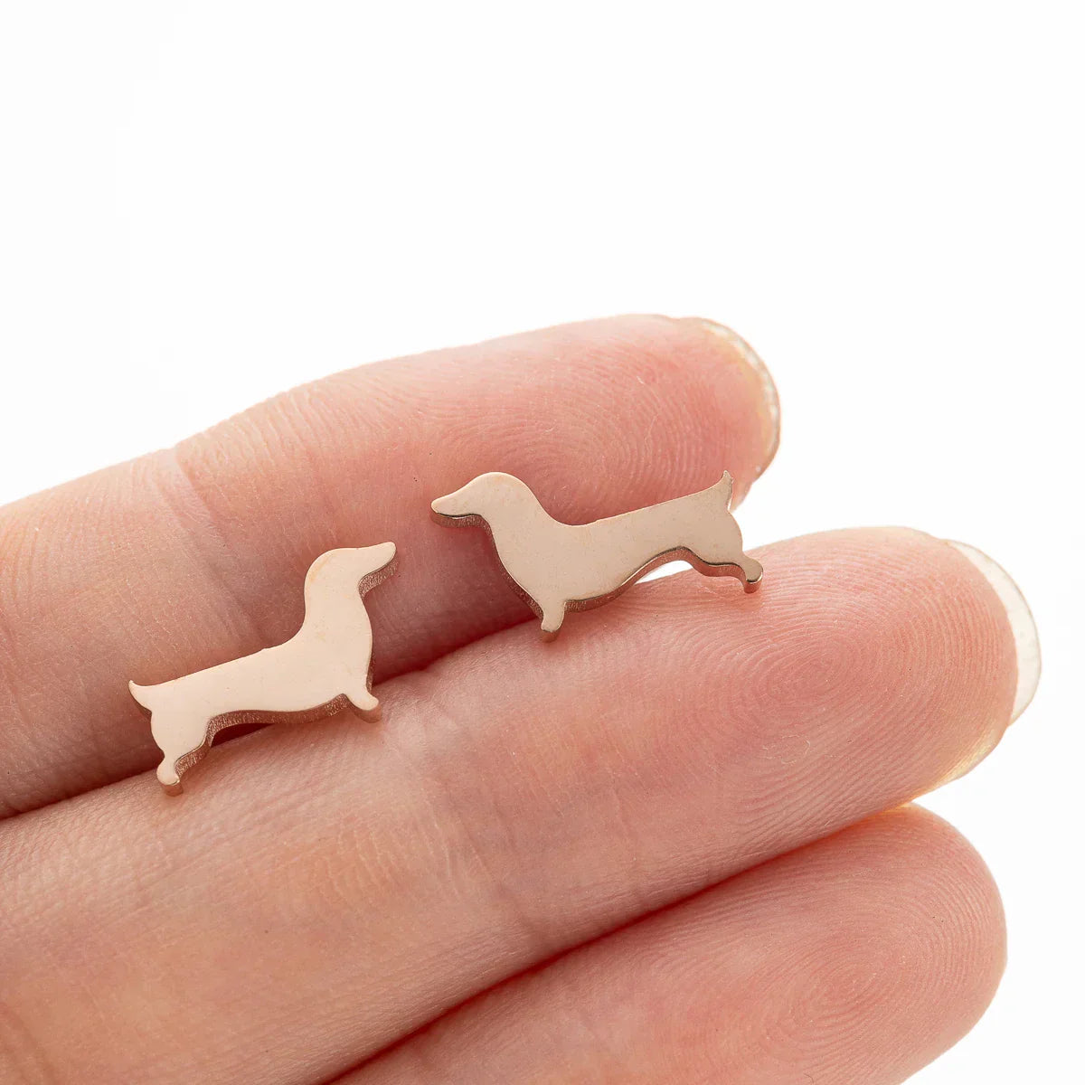 Dachshund Stud Auskari